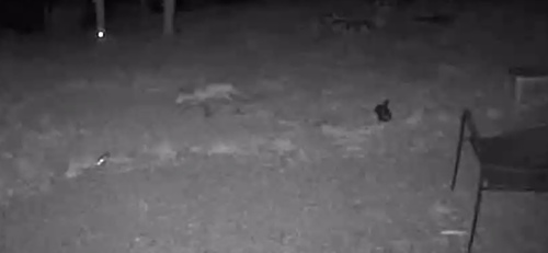 Red Fox photographed in Missouri