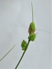 Carex complanata