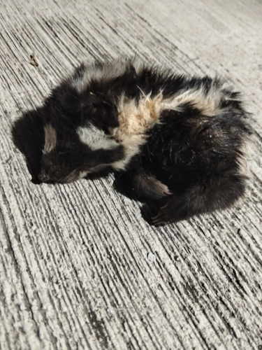 Zorrillo manchado sureño observed by angel_stradam