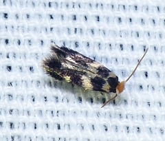 Etainia sericopeza