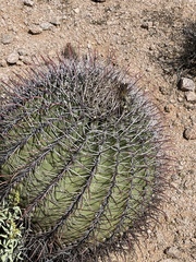 Ferocactus emoryi emoryi
