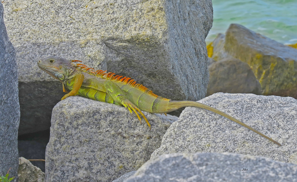Iguane verte (Iguana iguana)