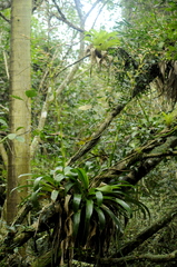 Vriesea friburgensis, photograph (c) cactusauria, some rights reserved (CC BY)