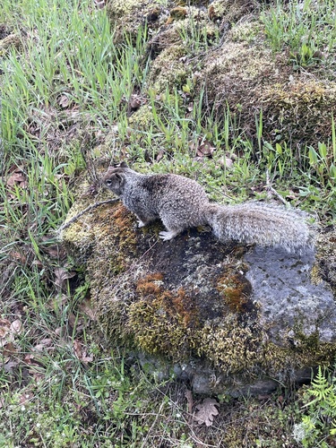 Douglas's Ground Squirrel observed by colby206