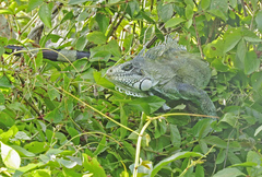 Iguana iguana iguana