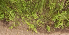 Diclis rotundifolia