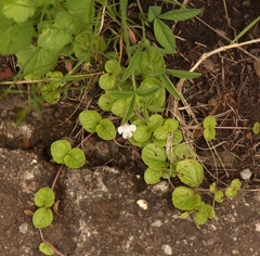 Diclis rotundifolia
