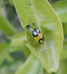 Diabrotica biannularis