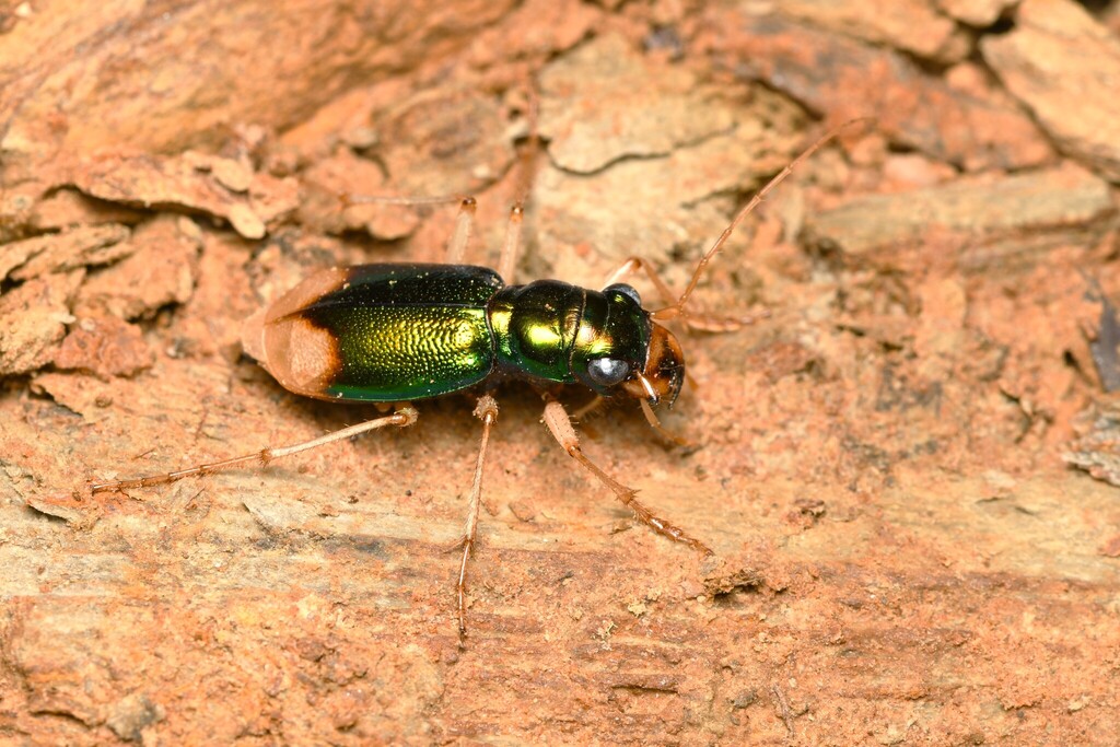 Pseudotetracha australis