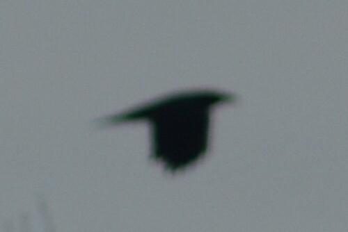 Common Raven