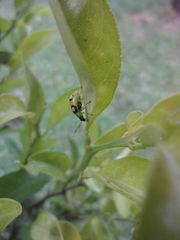 Diabrotica biannularis