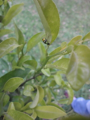 Diabrotica biannularis