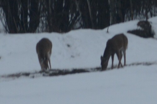 White-tailed Deer