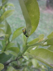 Diabrotica biannularis