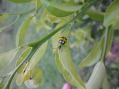 Diabrotica biannularis