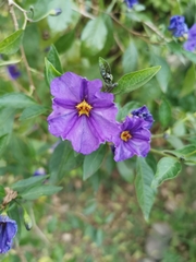 Lycianthes rantonnetii
