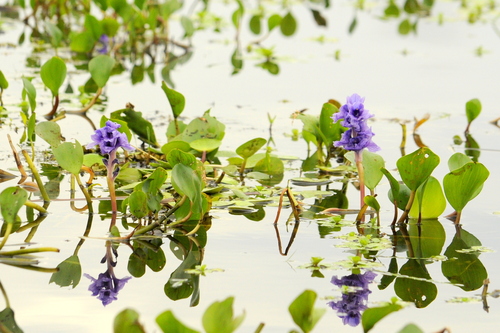 Pontederia azurea, photograph 5