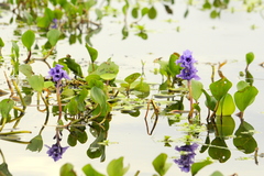 Pontederia azurea, photograph cactusauria, CC BY, iNaturalist via GBIF