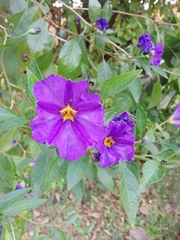 Lycianthes rantonnetii