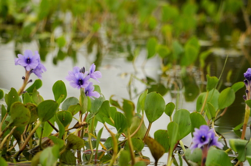 Pontederia azurea, photograph 4