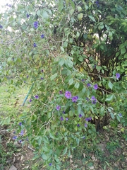 Lycianthes rantonnetii