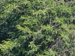 Vachellia macracantha, photograph (c) GREGORY ANTHONY PAUCA TANCO, some rights reserved (CC BY)