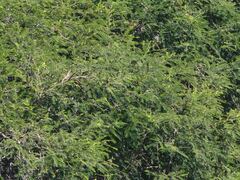 Vachellia macracantha, photograph (c) GREGORY ANTHONY PAUCA TANCO, some rights reserved (CC BY)
