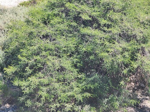 Vachellia macracantha