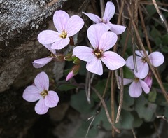 Arabis cypria × arabis purpurea