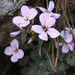Arabis purpurea - Photo 由 desertnaturalist 所上傳的 (c) desertnaturalist，保留部份權利CC BY