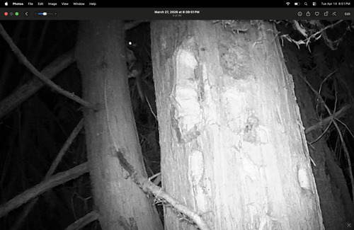 Humboldt's Flying Squirrel observed by lkjohnson1