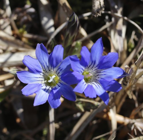 Gentiana thunbergii iNat (1)