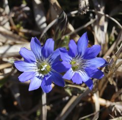 Gentiana thunbergii thunbergii