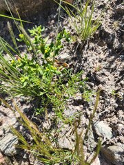 Tagetes multiflora, photograph (c) GREGORY ANTHONY PAUCA TANCO, some rights reserved (CC BY)
