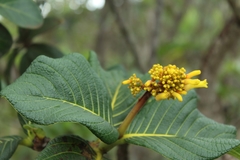 Palicourea rigida
