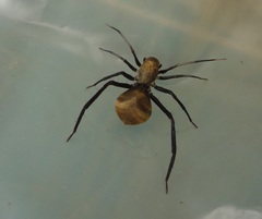 Myrmecotypus pilosus