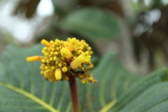 Palicourea rigida