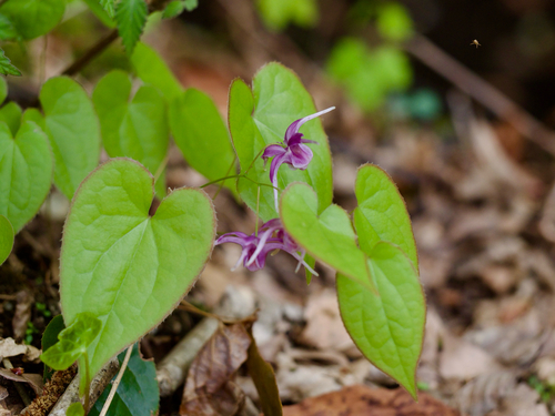 Epimedium sempervirens iNat (3)