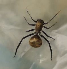 Myrmecotypus pilosus