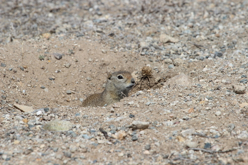 Wyoming Ground Squirrel observed by kevin_cheng