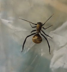 Myrmecotypus pilosus