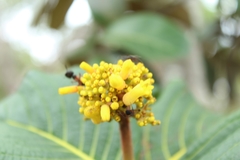 Palicourea rigida