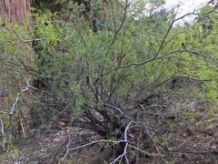 Prosopis glandulosa