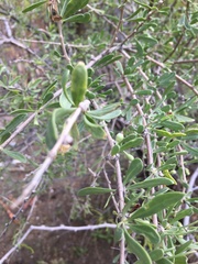 Prosopis glandulosa