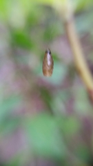 Meteorus pulchricornis