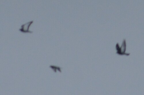 Feral Pigeon