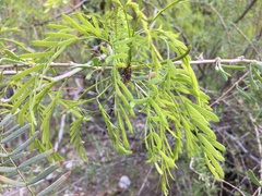 Prosopis glandulosa