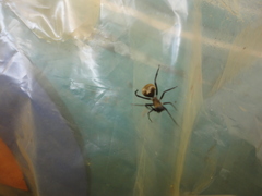 Myrmecotypus pilosus