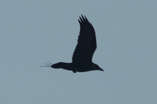 Common Raven