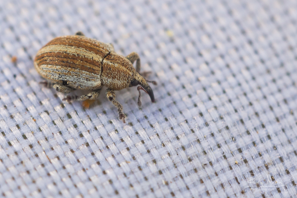Tychius parallelus